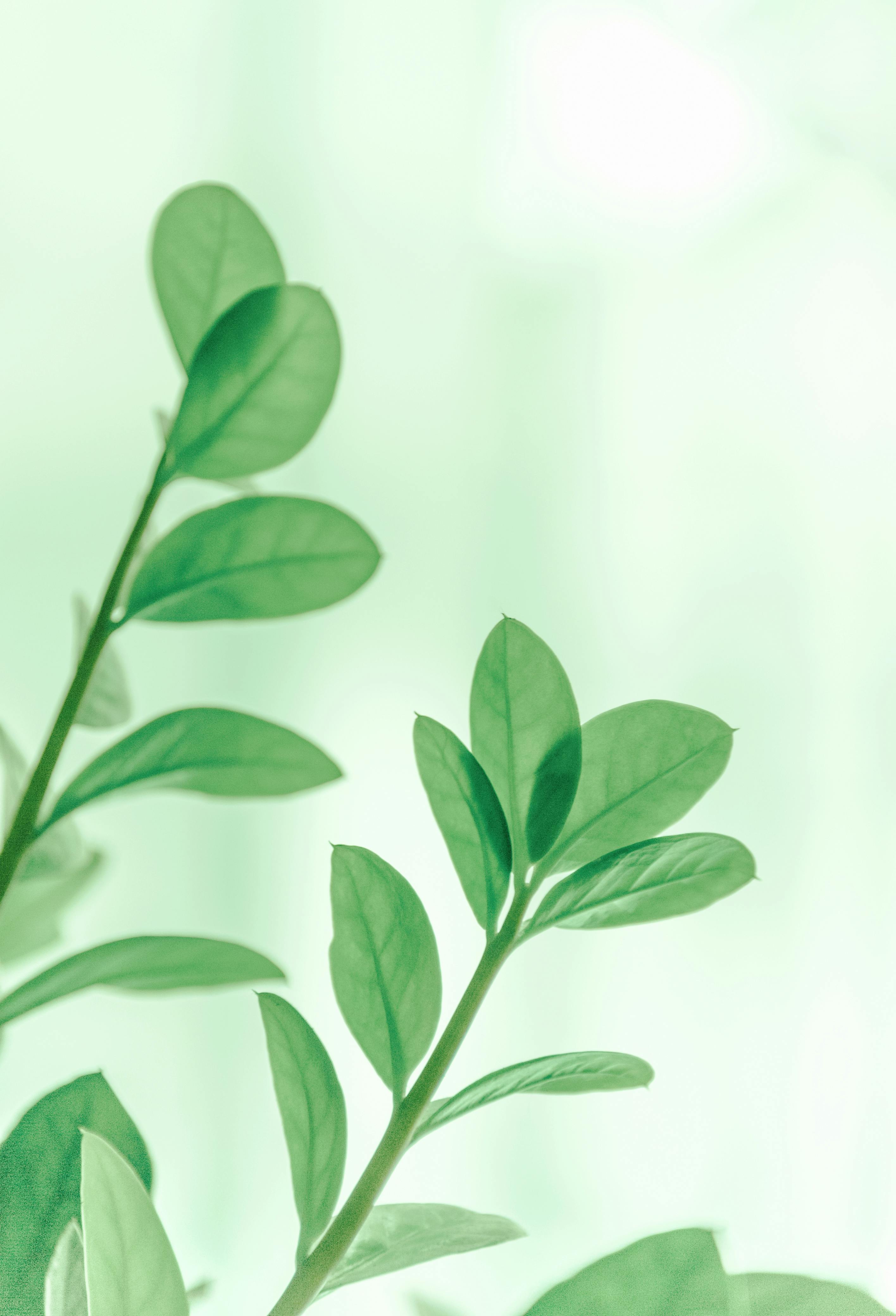 Plant